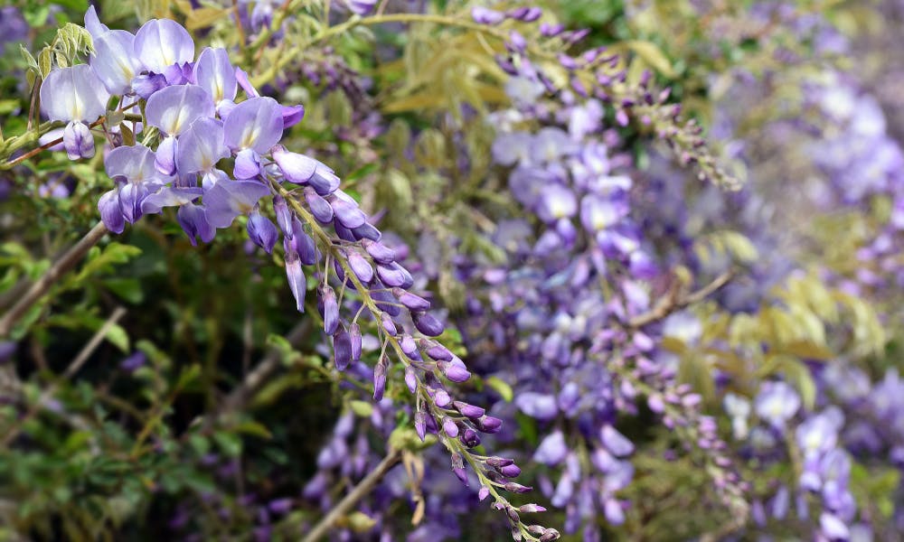 The Wisteria Flower: Nature’s Beautiful Gift Banner
