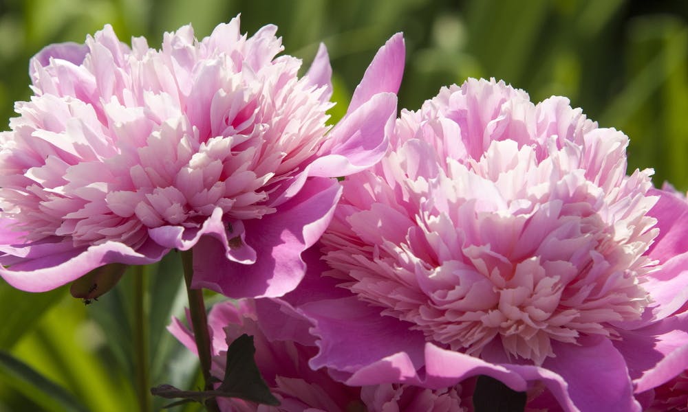 The Peony: The Current Indiana State Flower Banner