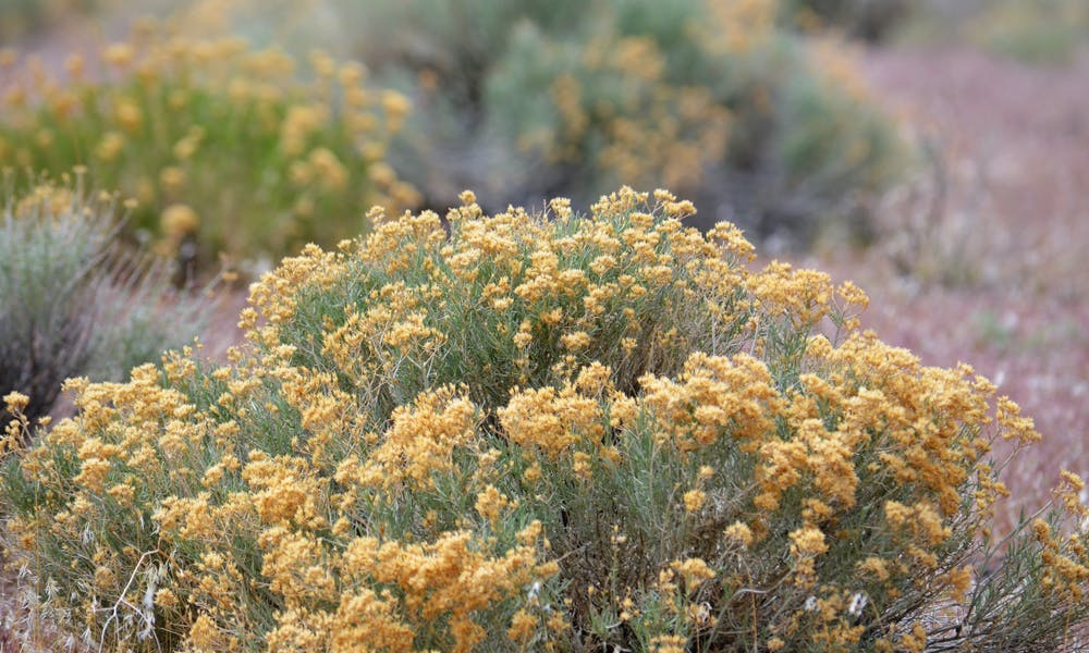 The Sagebrush: Nevada State Flower Banner