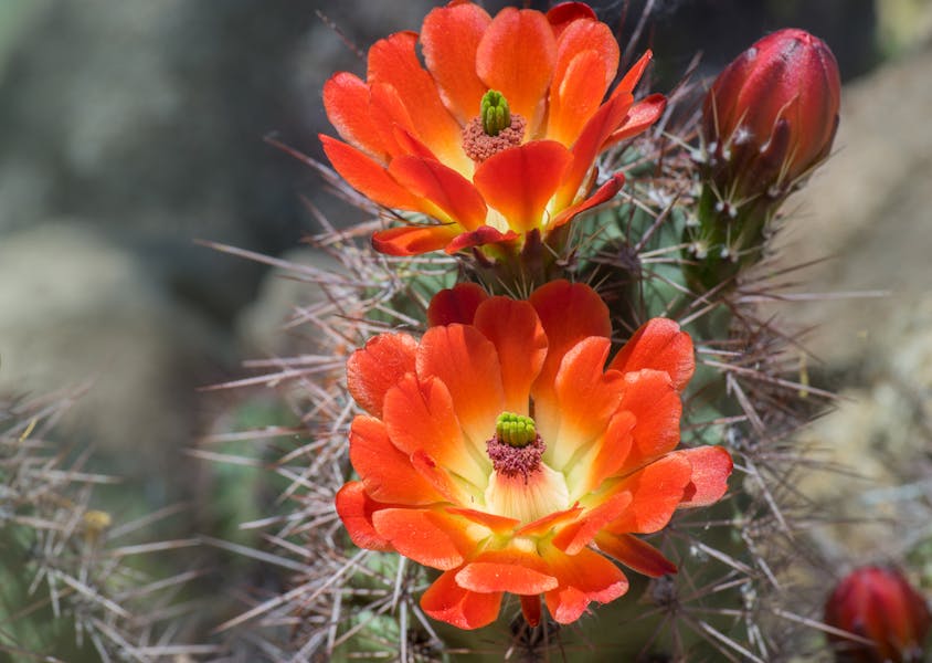 The Desert Flower and Useful Steps for Planting