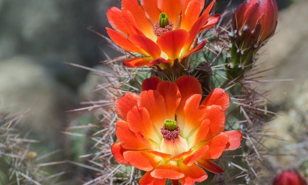 The Desert Flower and Useful Steps for Planting Banner