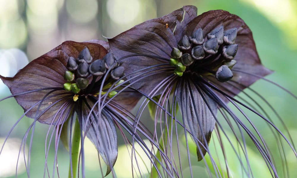Flor Morcego – Dicas Úteis para Plantio