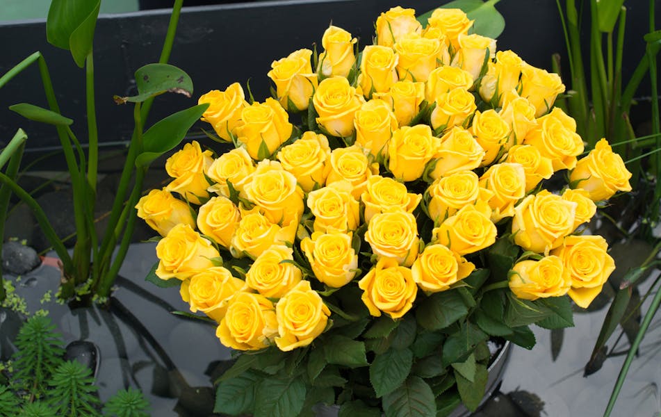 The Meaning and Symbolism Behind Yellow Roses