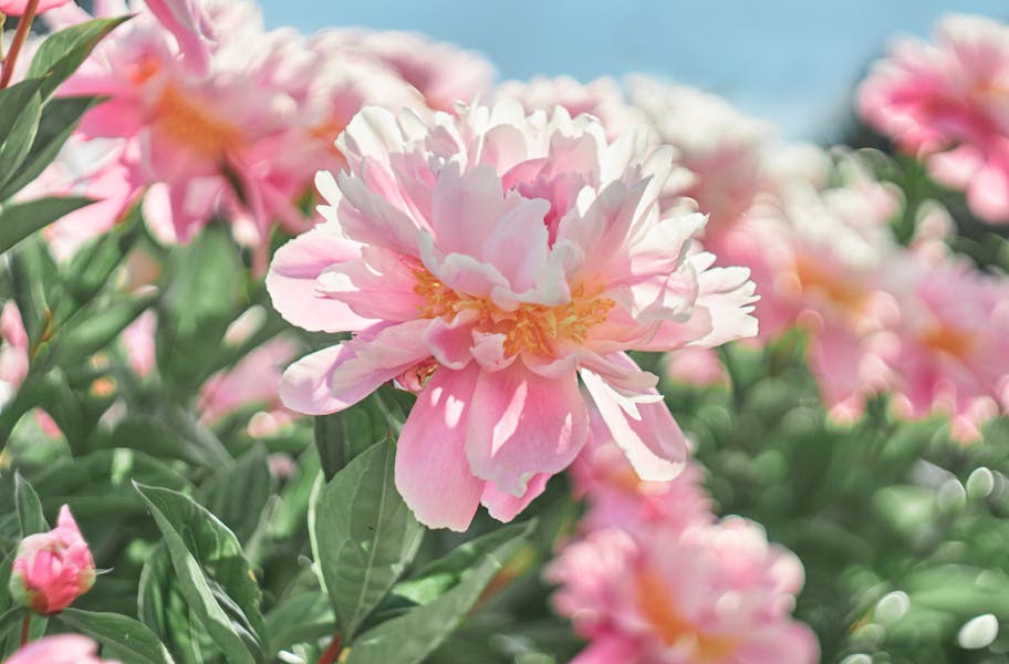 Peonies Flower is Also Known as the Queen of the Gardens