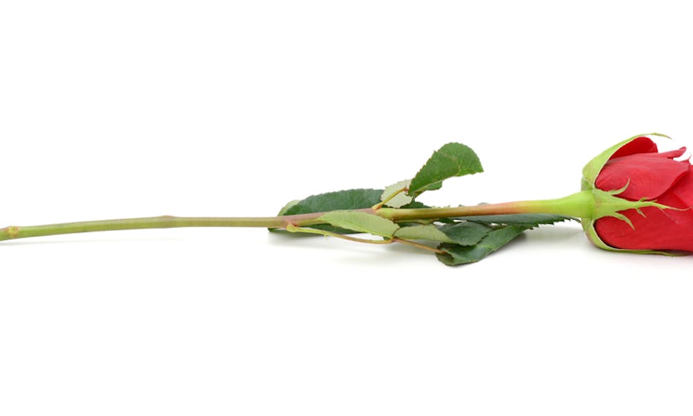 Long Stem Roses Banner