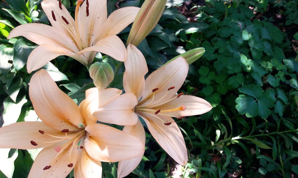 Uncovering the Many Faces of the Beautiful Lily Banner