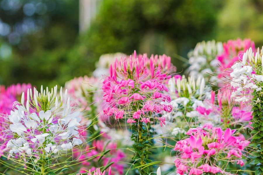 Spider Flowers are Beautiful Flowers with a Scary Name