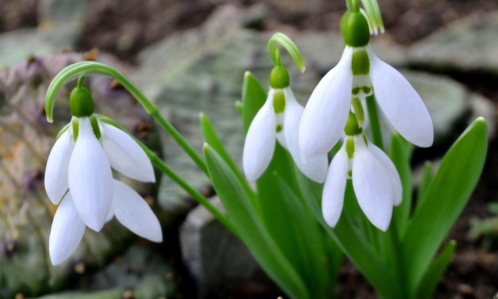 Snowdrops: Their History, Symbolism, and Care Banner