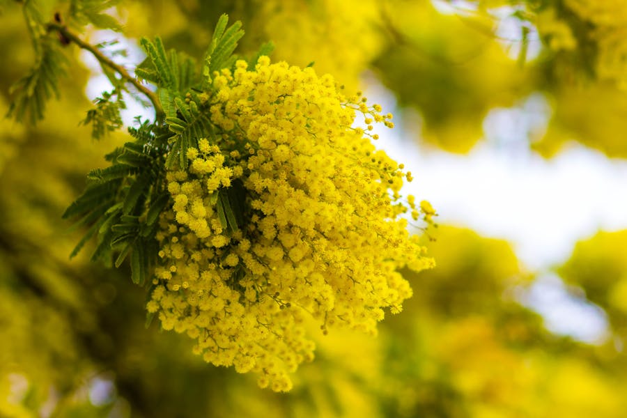 The Beautiful Mimosa Flower and Its Golden Yellow Blooms