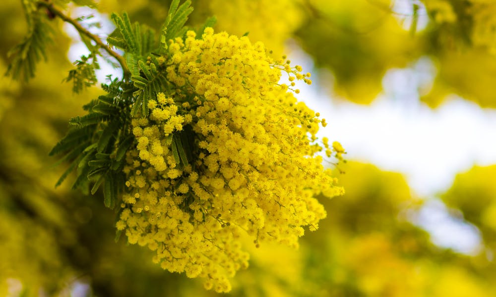 The Beautiful Mimosa Flower and Its Golden Yellow Blooms Banner