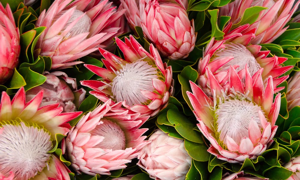 Add the Protea Flower to Your Garden for a Unique Touch Banner