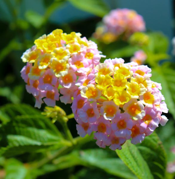 If you Want a Rainbow of Colors, Choose the Lantana Flower for Your Garden