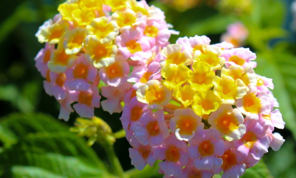 If you Want a Rainbow of Colors, Choose the Lantana Flower for Your Garden Banner
