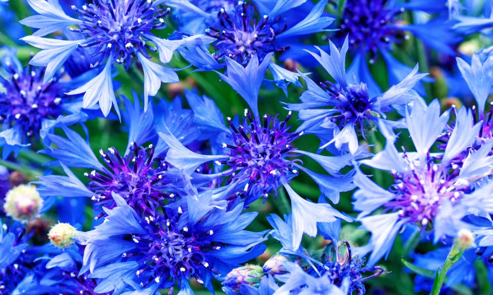 The Cornflower: Beauty, Flavor, and History All in One Flower Banner