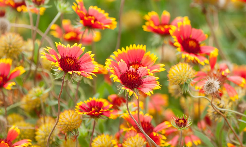 Indian Blanket Flower: Long Living Beautiful Blooms Banner