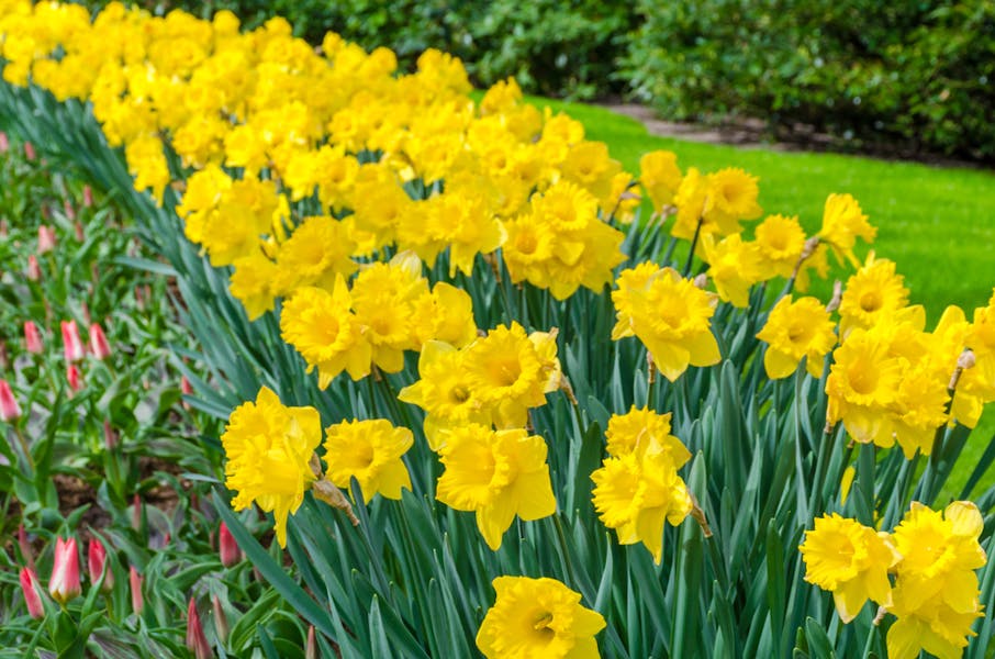 The Daffodil Flower: A Beautifully Fragrant Spring Flower for Your Garden