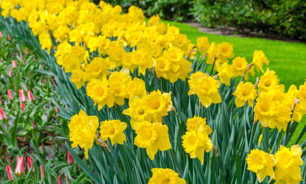 The Daffodil Flower: A Beautifully Fragrant Spring Flower for Your Garden Banner