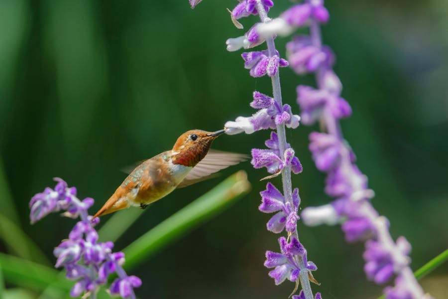 Plants and Flowers to Attract Hummingbirds