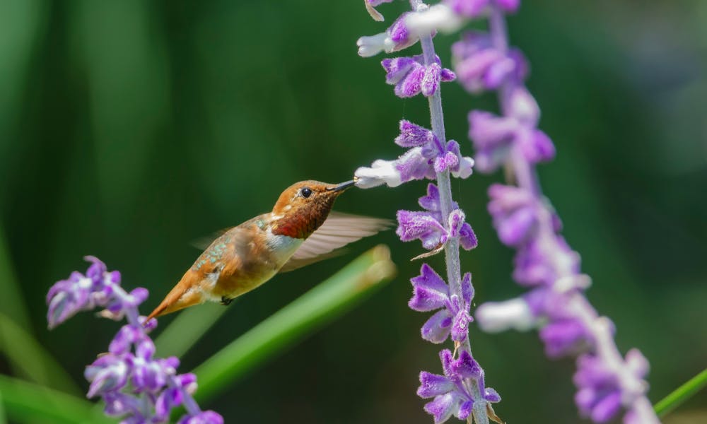 Banner de Plantas e Flores para Atrair Beija-flores