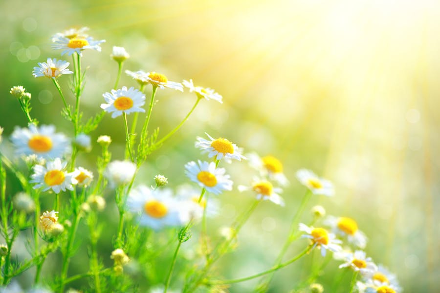 The Chamomile Flower: A Beautiful Flower to Add to Your Garden