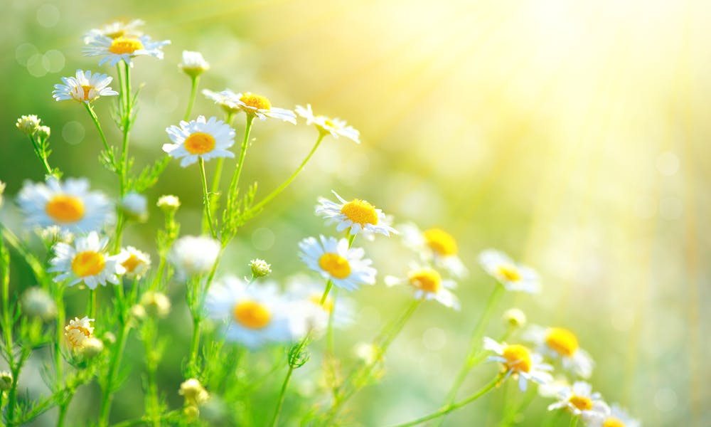 The Chamomile Flower: A Beautiful Flower to Add to Your Garden Banner