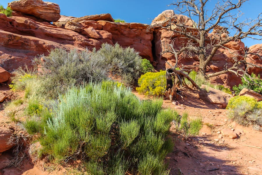 Desert Plants: Proof That Life Can Bloom in Any Condition