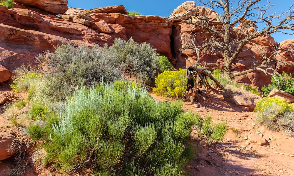 Plantas do Deserto: Prova de que a Vida Pode Florescer em Qualquer Condição Banner