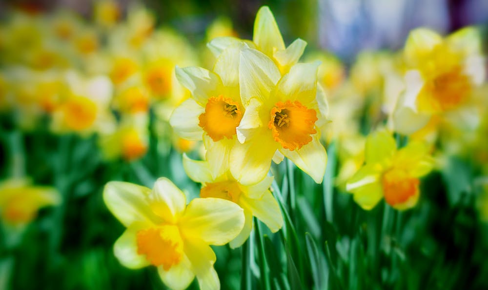 Daffodils: The March Birth Flower that Announces the Return of Beautiful Sunny Days