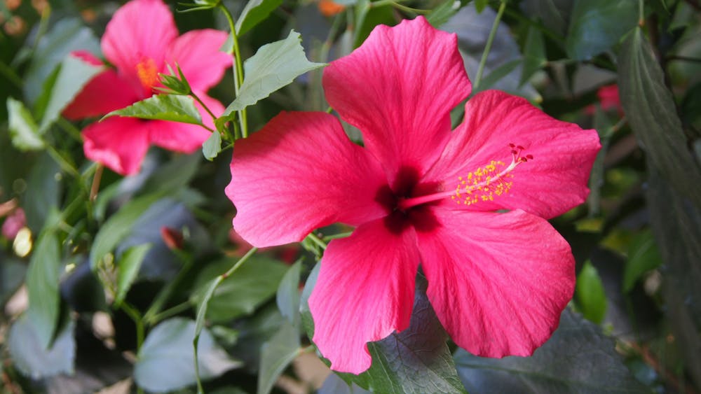 Hibiscus: The Hawaii State Flower and its Amazing Properties