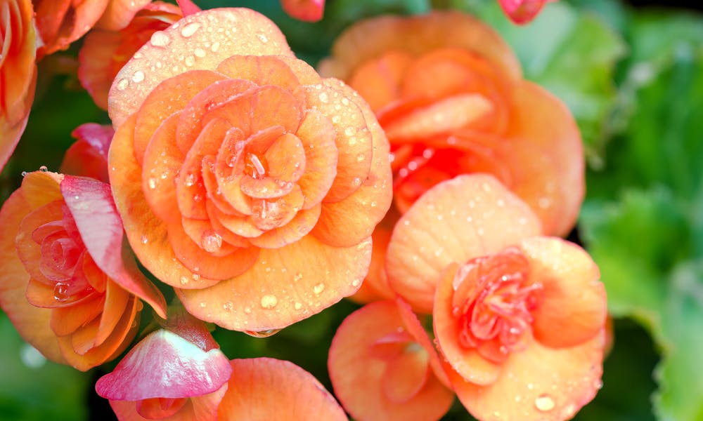 Begonia Flower: Sincere Friendship and Kindness Banner