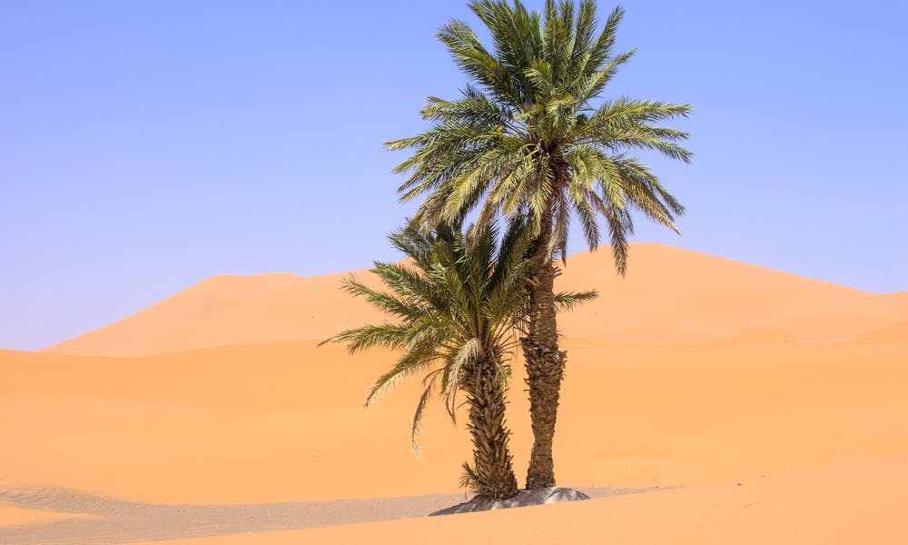 Desert Trees You Can Plant in Your Own Backyard Banner