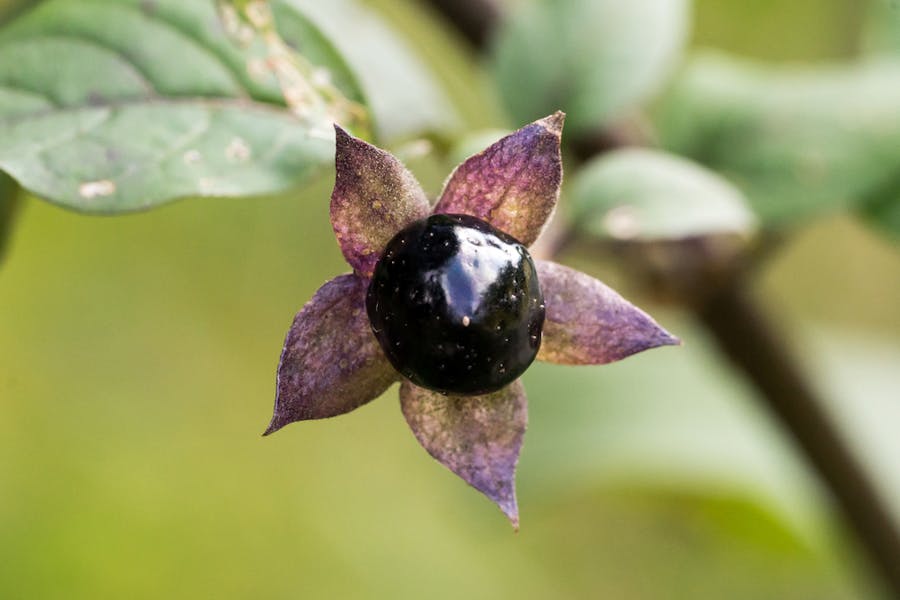 Nightshade Flower: A Deadly Plant to Add to Your Home’s Garden