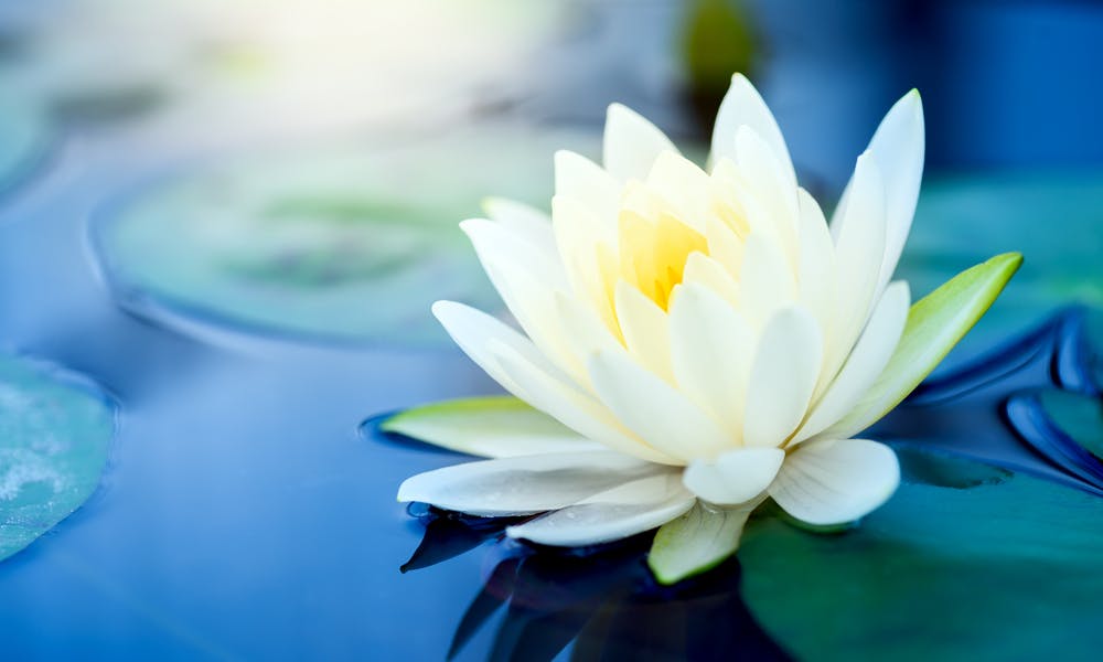 Flower Baby Names for Girls Banner