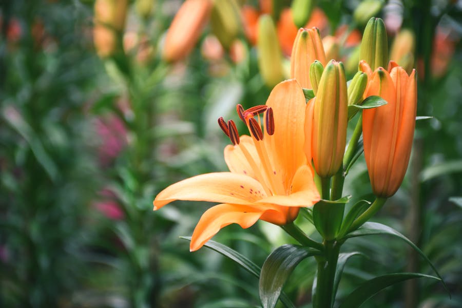 Orange Lily Meaning: The Truth about it