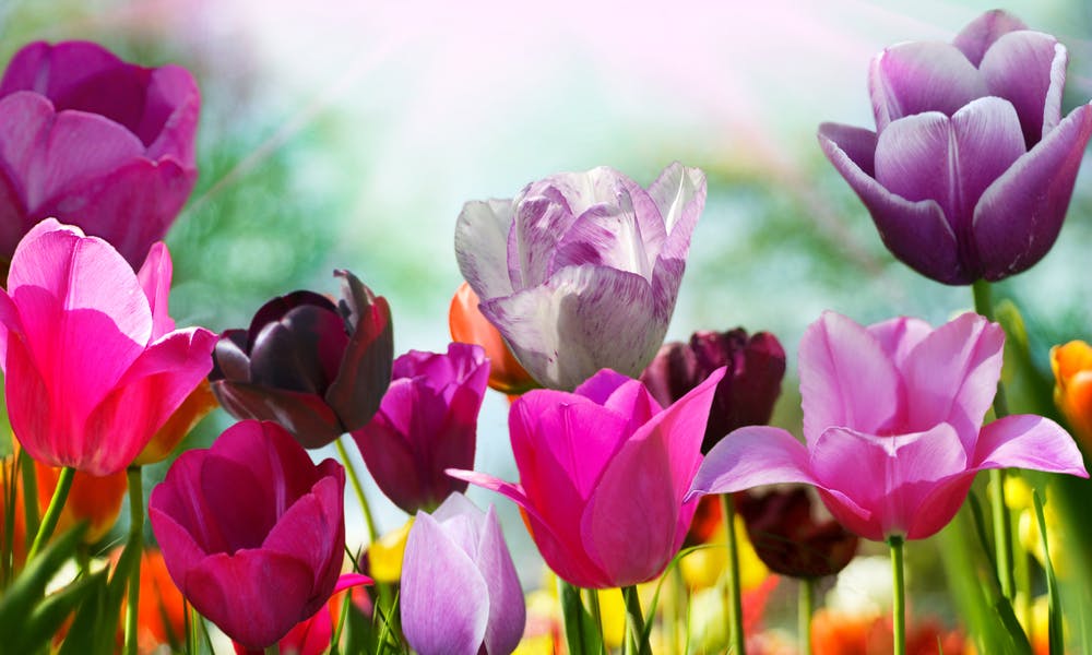 Spring Flowers Banner