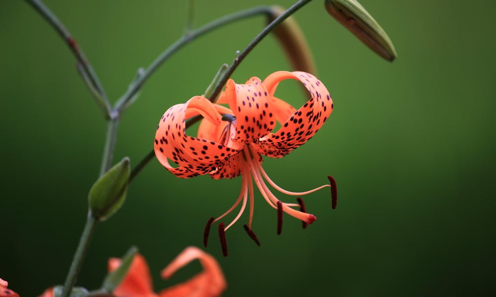Bedeutung der Tigerlilie: Interessante Fakten über die Blume Banner