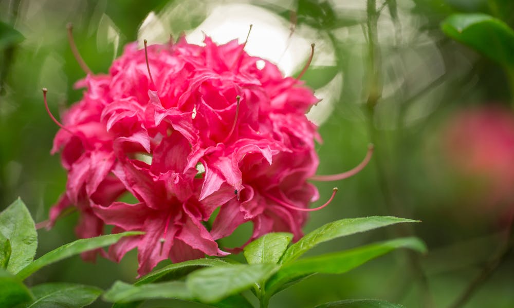 The Rhododendron: the Washington State Flower Banner
