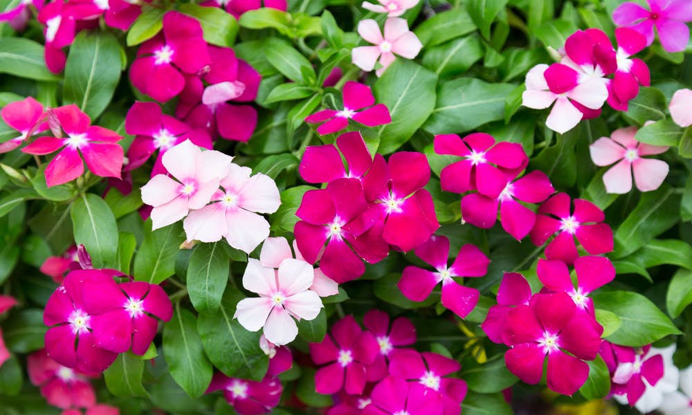 The Vinca Flower: A Beautiful, Drought Tolerant Annual Banner