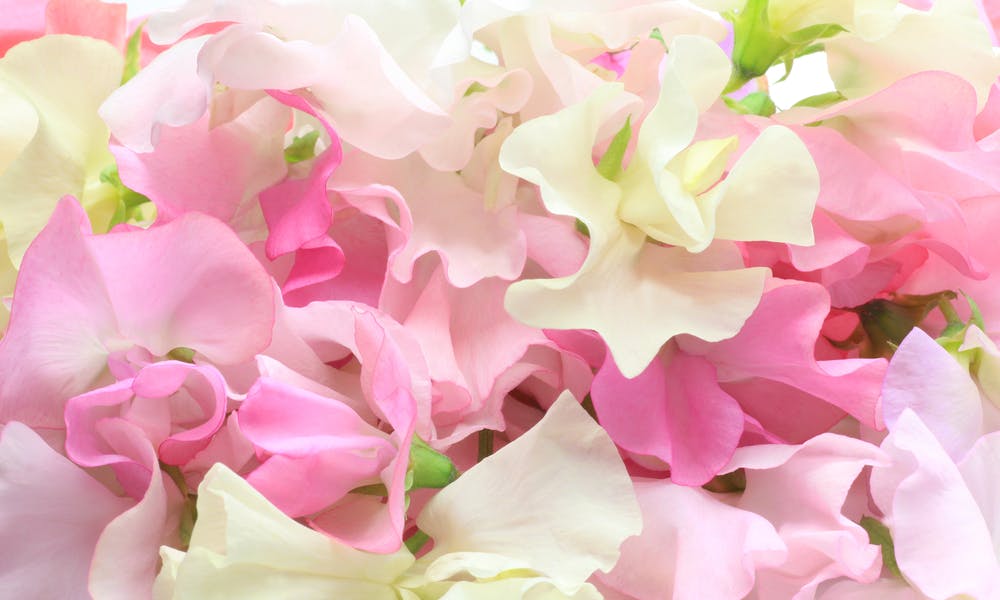 Sweet Pea Flower: An Old-Fashioned Favorite Banner