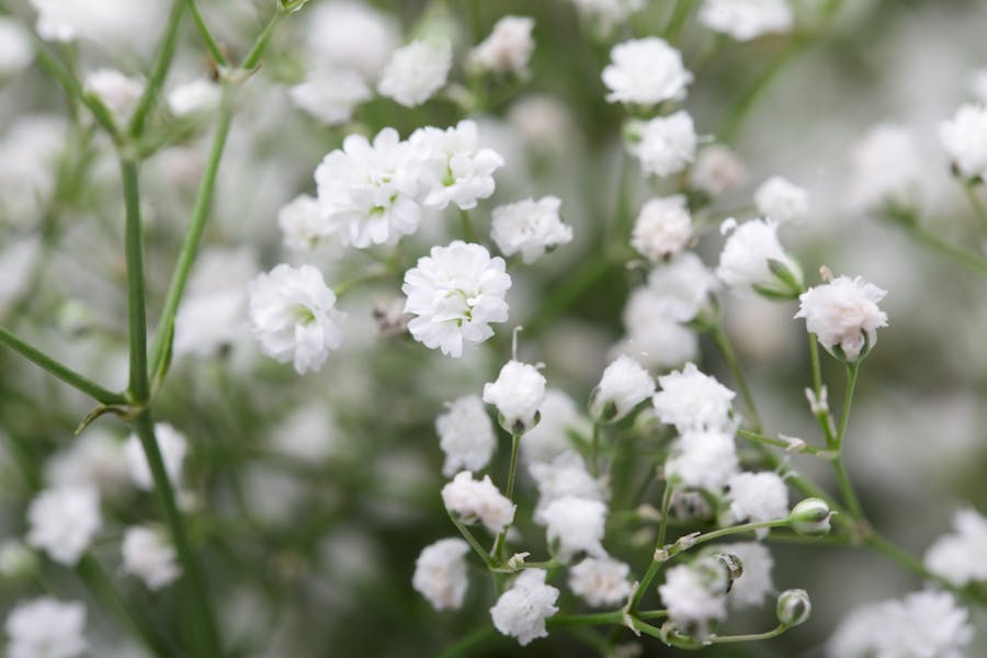 Baby’s Breath Flower