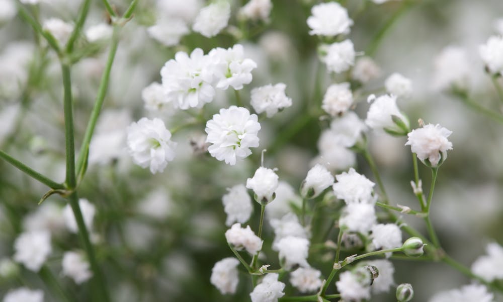 Baby’s Breath Flower Banner