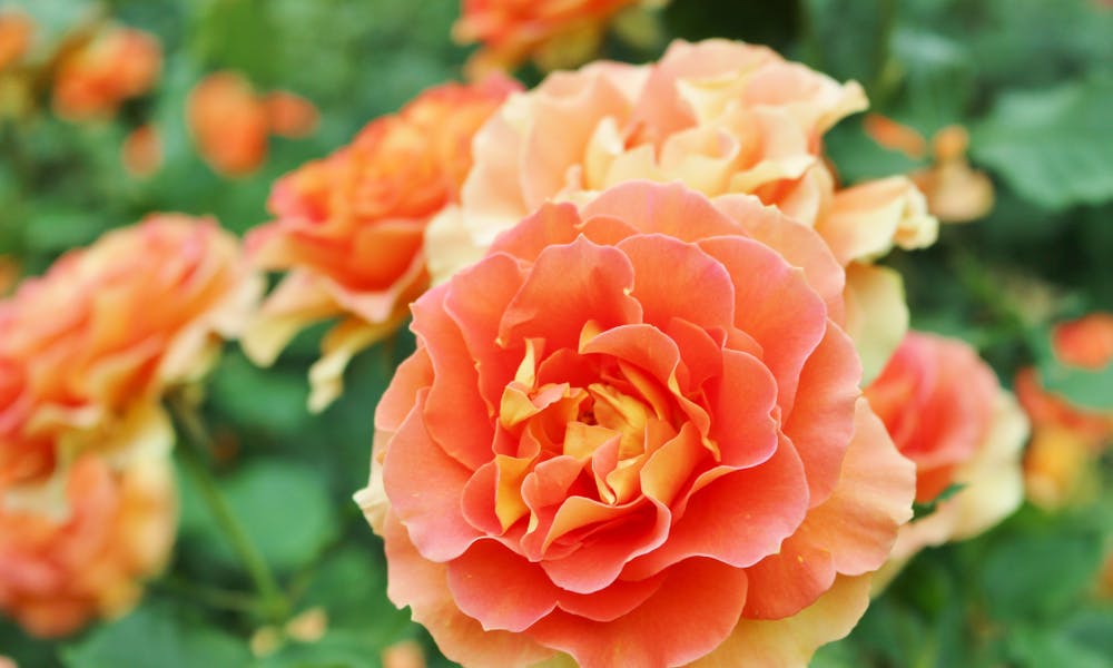 Flower Types Banner