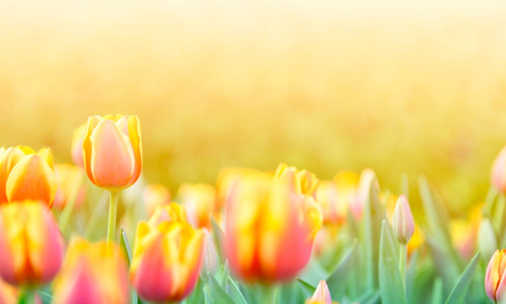 Tulip Flower Banner