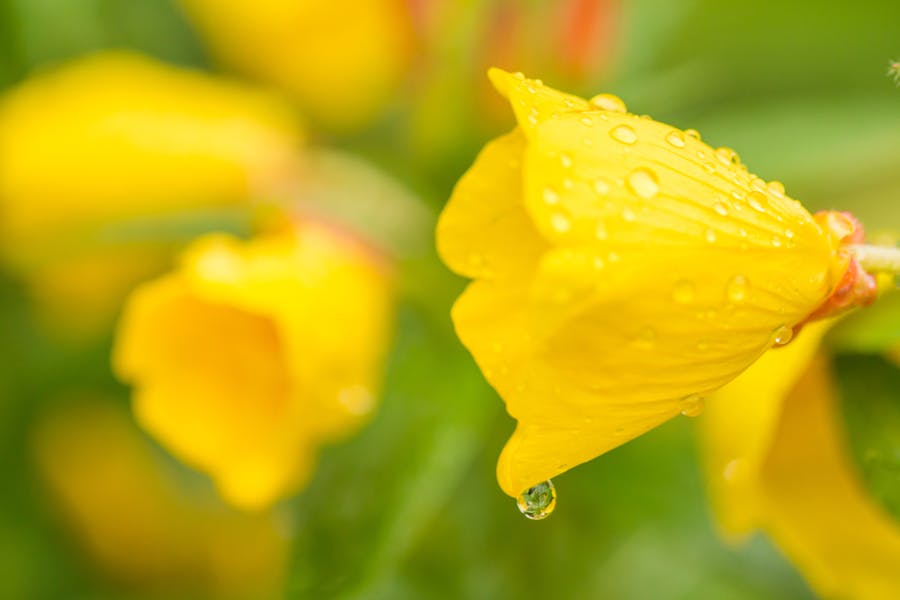 Primrose Flower