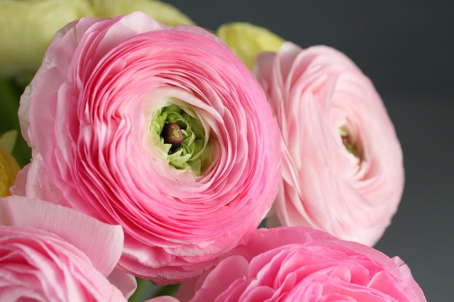 Ranunculus flower