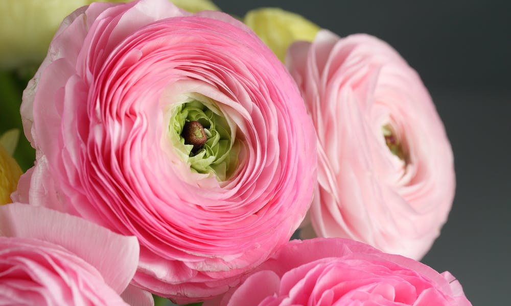 Ranunculus flower Banner