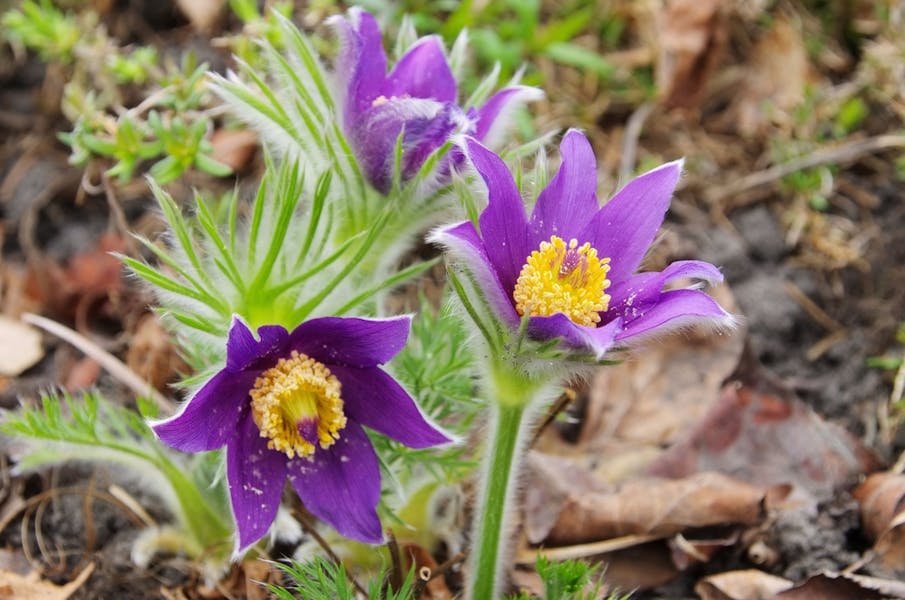 The Pasque Flower