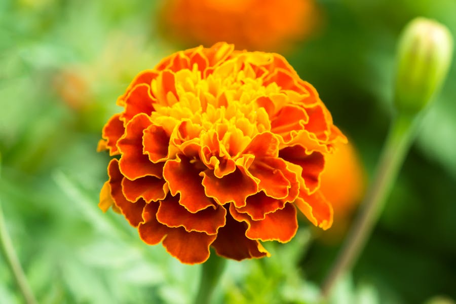 The Beautiful Marigold: the October Birth Flower