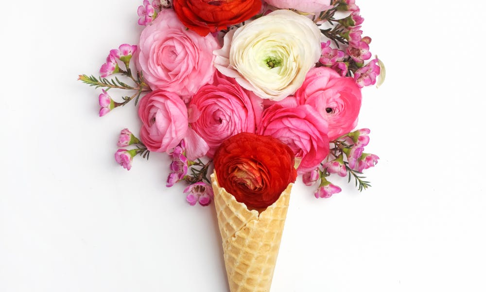 The Lovely Cone Flower and Its Health Benefits Banner