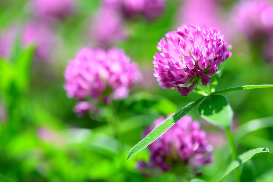 The Clover Flower: Small and Mighty